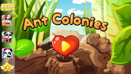 Baby Games - Ant Colonies