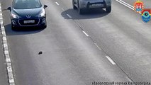 Il sauve un chaton sur une route