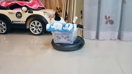 Un adorable chat se fait promener sur un aspirateur robot