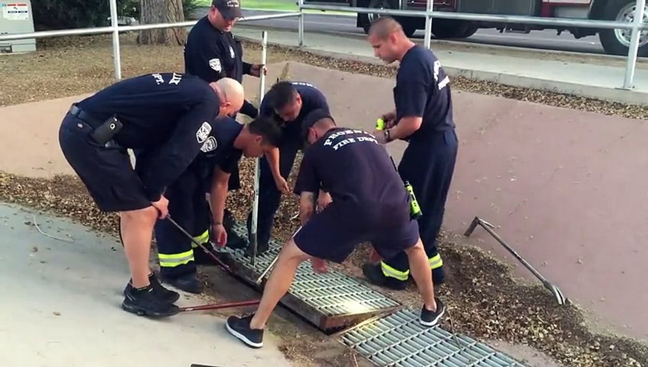 Une maman canard attire l’attention et réussi à faire sauver ses bébés par 6 pompiers