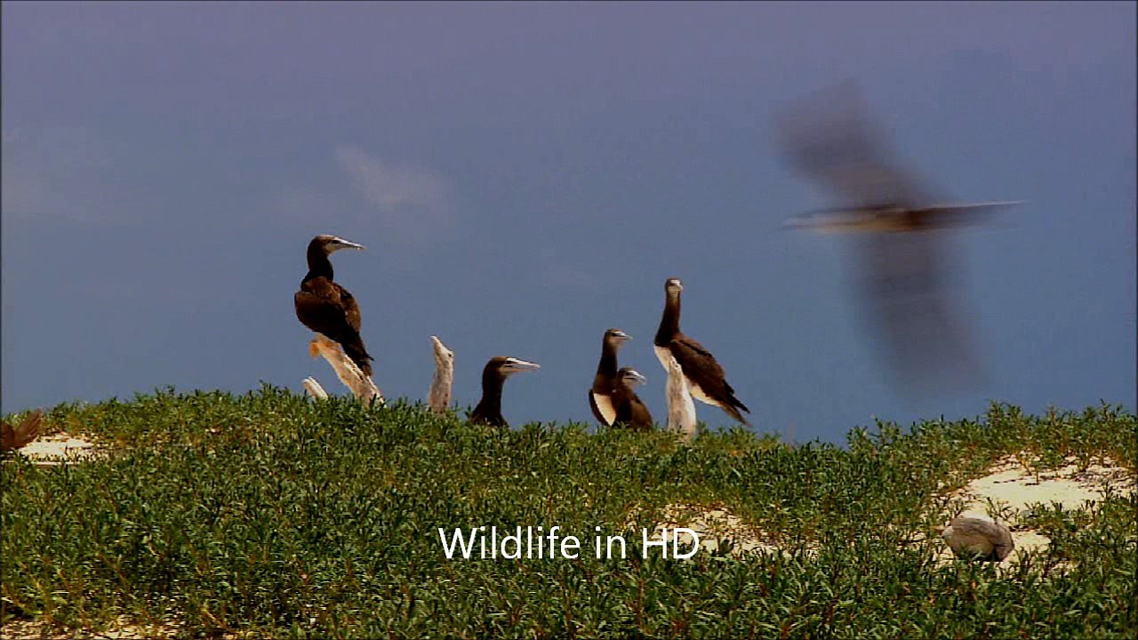 Wildlife Titanium feat Sia