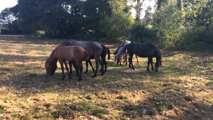 Visite du haras des Gigandieres à Foussais Payré