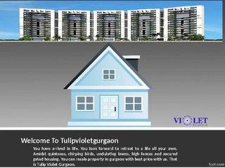 Tulip Violet Resale Price