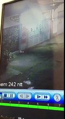 Clip lộ diện kẻ tình nghi hạ độc 15 con chó