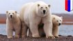 Ilmuan dikepung beruang kutub lapar di kutub utara - Tomonews