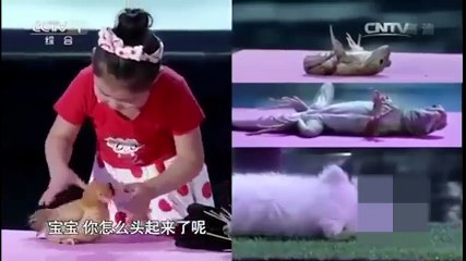 "Há hốc” vì cô bé ru ngủ muông thú “trong vòng 3 nốt nhạc”