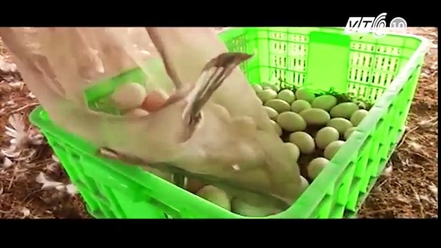 Chàng trai Tây trải nghiệm đi chăn vịt