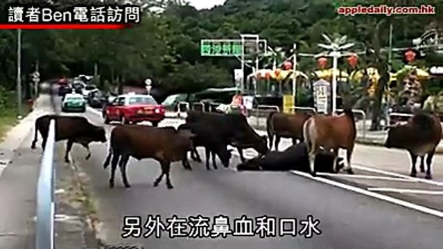 Đàn bò lay bạn bị tai nạn giao thông