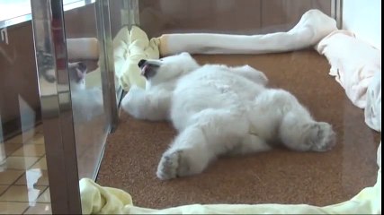 Gấu bắc cực sơ sinh đốn tim triệu người