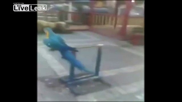 Em bé suýt mất mạng vì bị sư tử vồ trong công viên