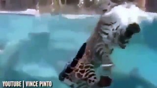 This Jaguar Thinks Its A Fish And Its Super Talented