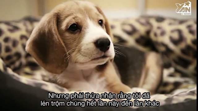 Buồn cười với nhật ký thường ngày của một chú chó u sầu