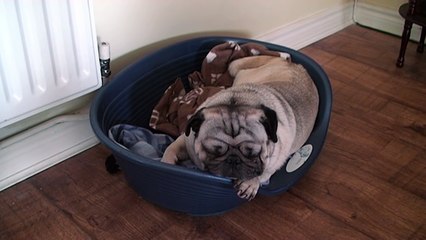 Pug Dog Dancing to Music