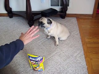 Pug dog doing tricks.