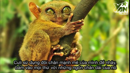 Những điều chưa ai biết về Culi