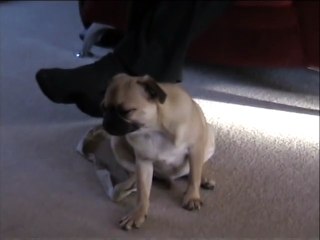 Pug falling asleep - very funny!!