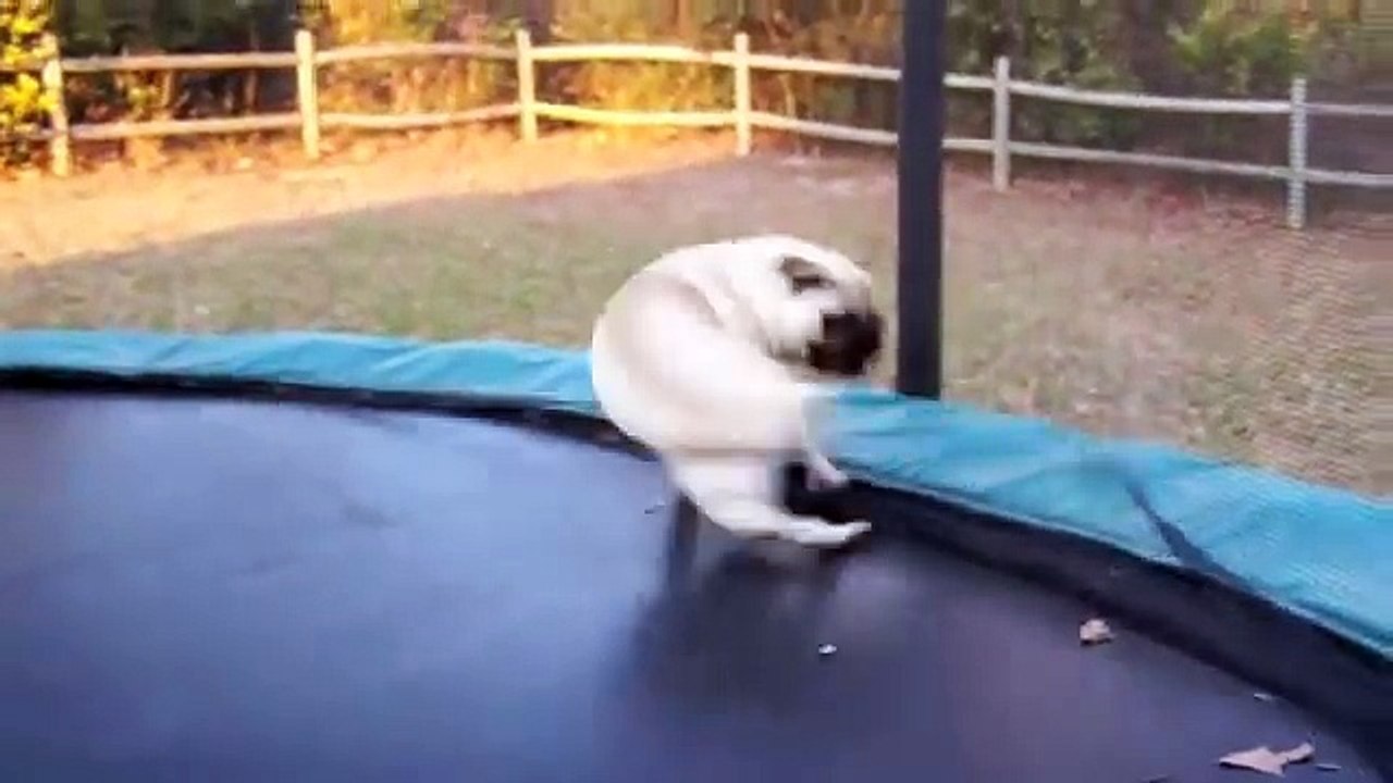 Pug Goes Psycho On Trampoline
