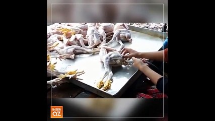 Cách người bán tiêm thuốc vào gà để tăng tải trọng