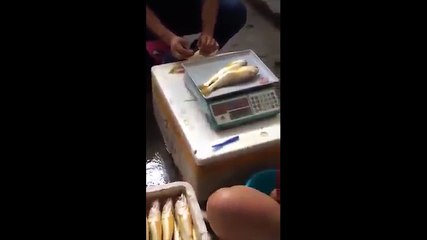 Dân Trung Quốc tiêm thuốc vào cá để tăng thể trọng