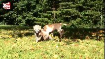 Tình bạn phi thường giữa báo rừng và chú chó nhà