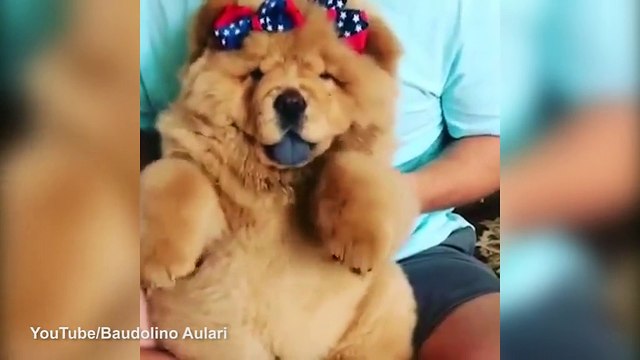 Em Chow Chow nhảy múa theo nhạc cực đáng yêu