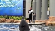 Suite à plusieurs protestations, il est désormais interdit  en  Californie d’élever des orques en captivité !