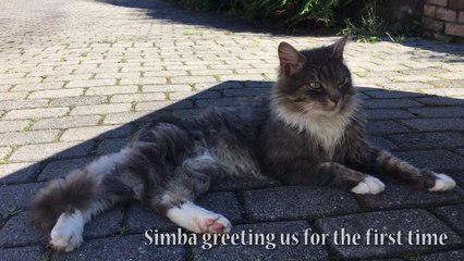 Passer un été avec un chat recueilli par une famille !