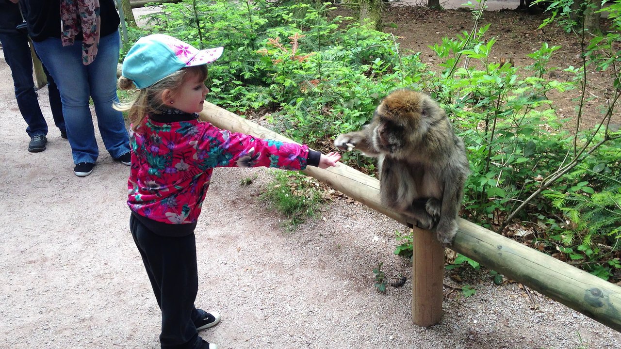 La Montagne des Singes