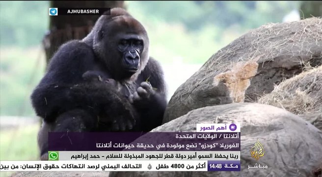 غوريلا من سلالة نادرة تضع مولودة في حديقة حيوان أتلانتا