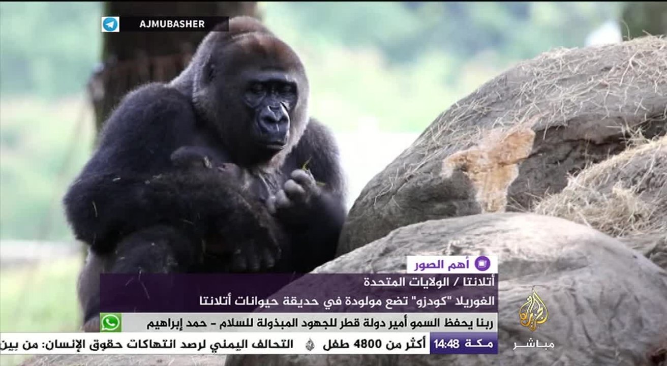 غوريلا من سلالة نادرة تضع مولودة في حديقة حيوان...