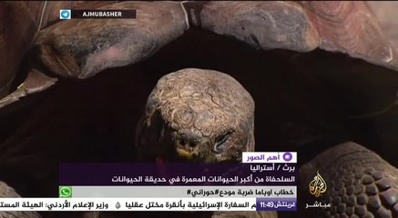 العيد الـ50 لميلاد سلحفاة في حديقة حيوانات “برث” باستراليا