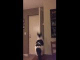 Curious Cat Attempts to Jump on Top of Door