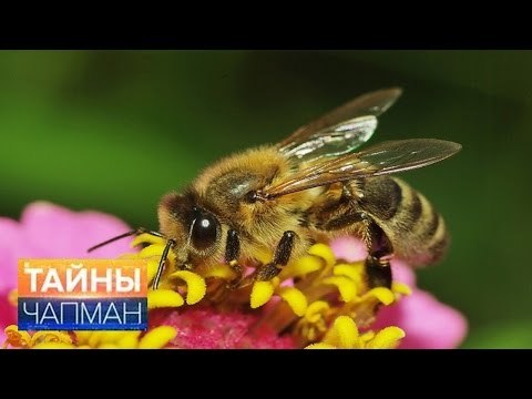 Тайны Чапман. Цивилизация насекомых