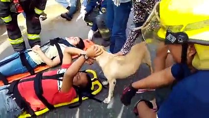 Ce chien inquiet pour son maître en civière vient le réconforter et ne le quitte plus