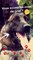 SnapGouv n°29 : Rencontrez Graf, chien d'assaut au GIGN, avec #HistoiresdeFrance