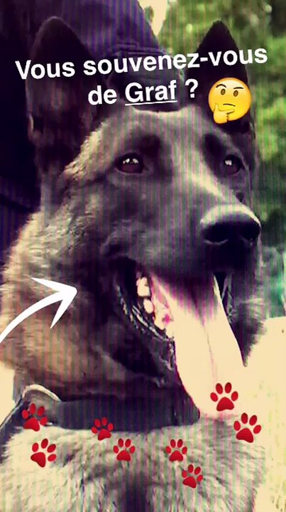 SnapGouv n°29 : Rencontrez Graf, chien d'assaut au GIGN, avec #HistoiresdeFrance