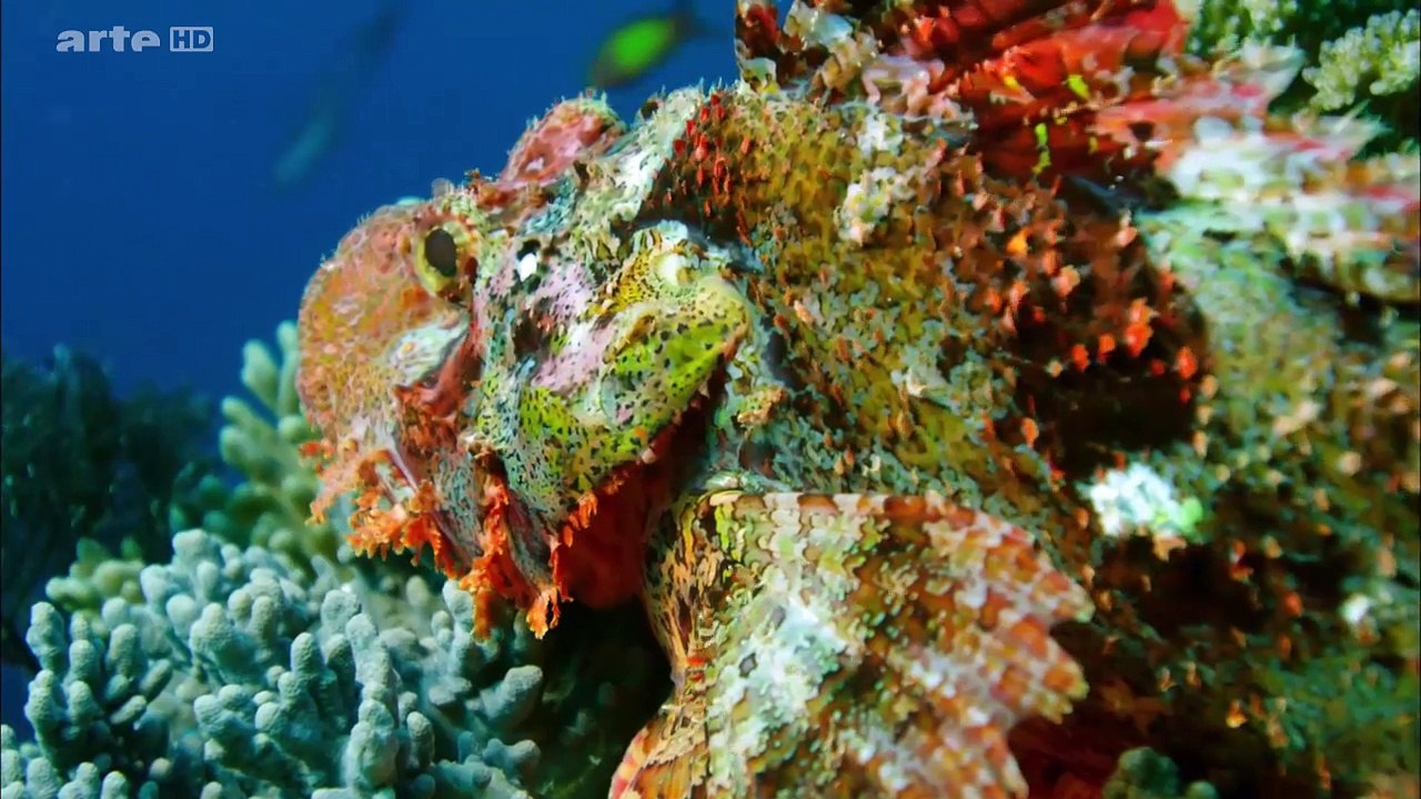 L'île De Vamizi: Un Sanctuaire Naturel