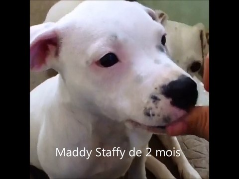 Staffordshire Bull Terrier de 2 mois connais assis et coucher