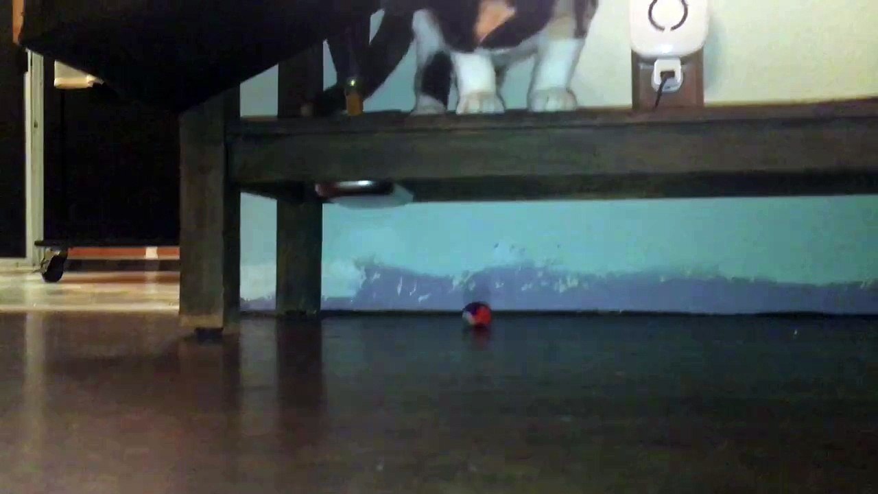 Kitten goes ker-FLOMP