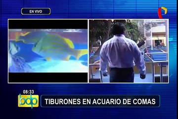 Comas: conoce el acuario más grande de Latinoamérica