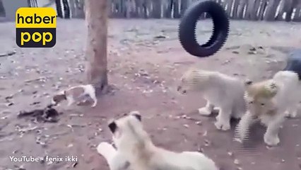 Minik yavru köpek aslanları böyle korkuttu #teriyer #JackRussell