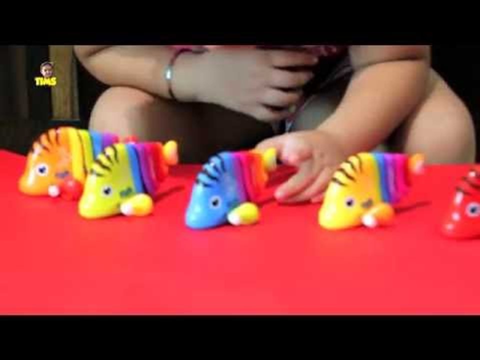 Learn Colors | Numbers with Fish | Water Animals | Toy Fun | The Issy Missy Show
