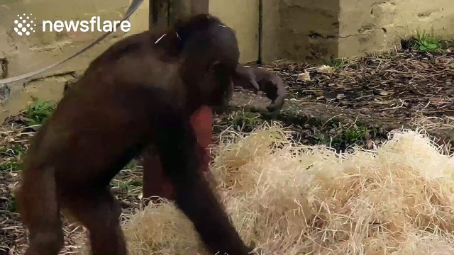 Baby orangutan makes own bed out of wood shavings