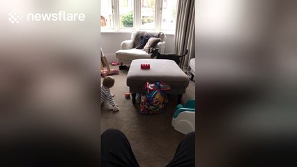 Baby chases dog around coffee table