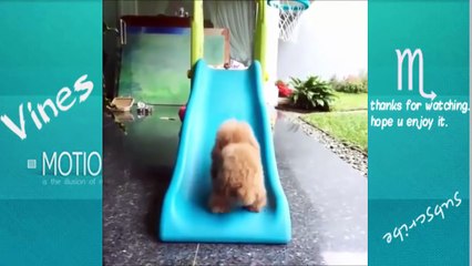 TRY NOT TO LAUGH-Funny Animals Fails Compilation 2016 (Part 4)