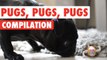 Pugs, Pugs, Pugs Video Compilation 2016
