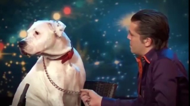 Chú chó hát 'I will always love you' của Whitney Houston