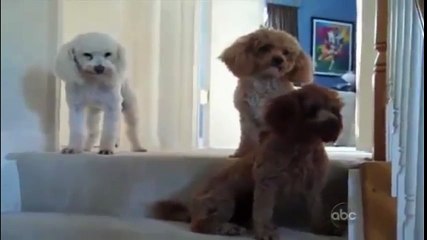 Cười đau bụng với những chú chó "mách lẻo"