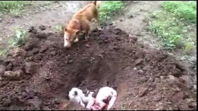 Clip chú chó đào mộ chôn xác bạn khiến triệu người rơi lệ