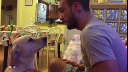 Chú chó làm nũng khi chủ giận